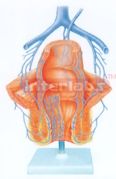 HUMAN HEALTH RECTUM (CORONAL SECTION) MODEL